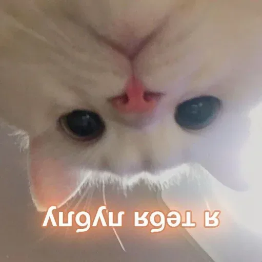 Статичное изображение — белый пушистый кот
