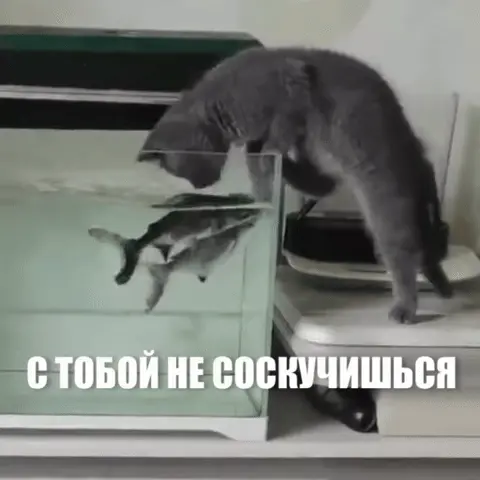 Кот падает в аквариум
