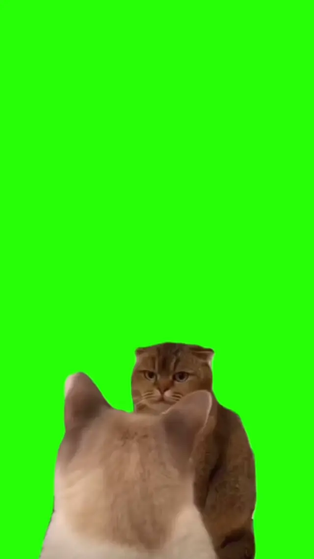 Злой кот смотрит на другого кота хромакей