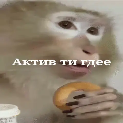 Обезьяна держит в руках пончик и стаканчик с кофе, жует и оглядывается по сторонам с недоумевающим видом