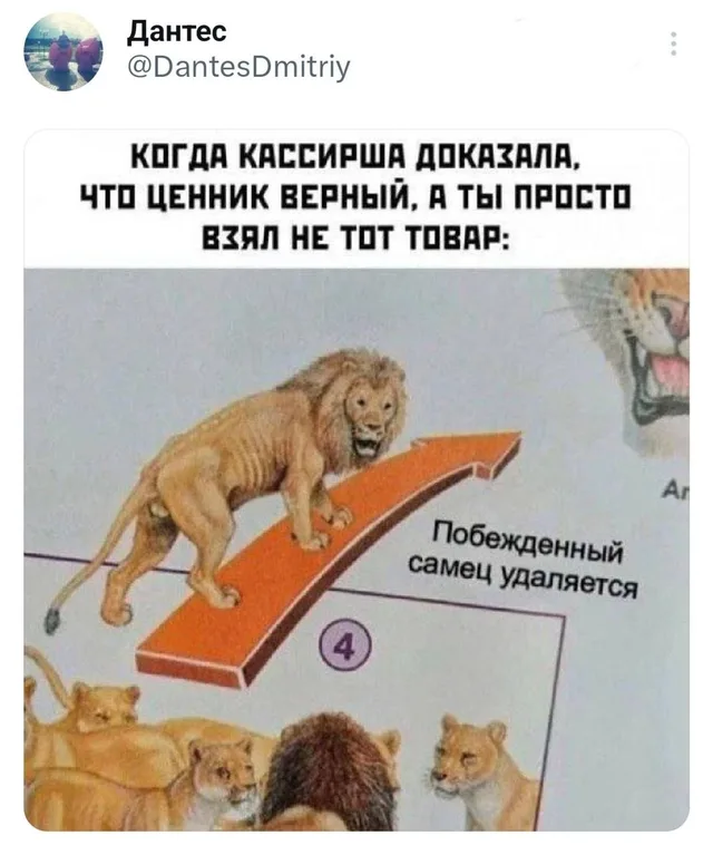 Лев медленно идет по доске прочь от прайда — Енот Ракета
