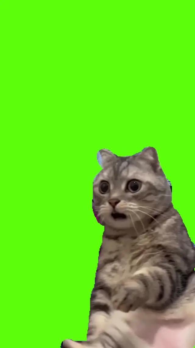 Удивленный кот на зеленом фоне