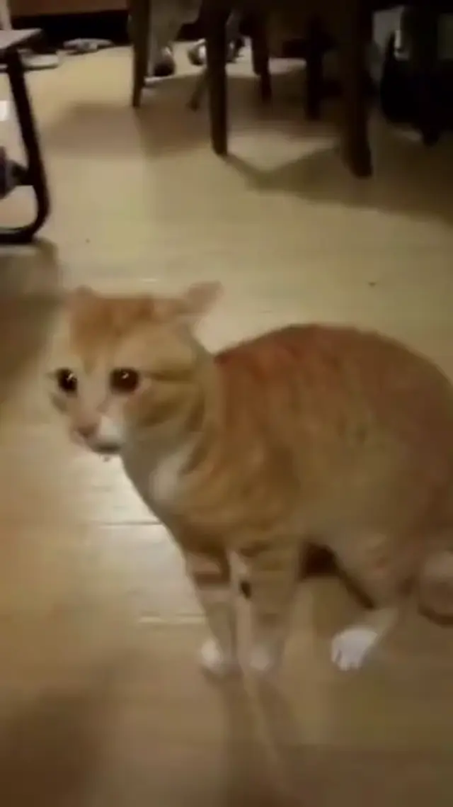 Кричащий рыжий кот на задних лапах