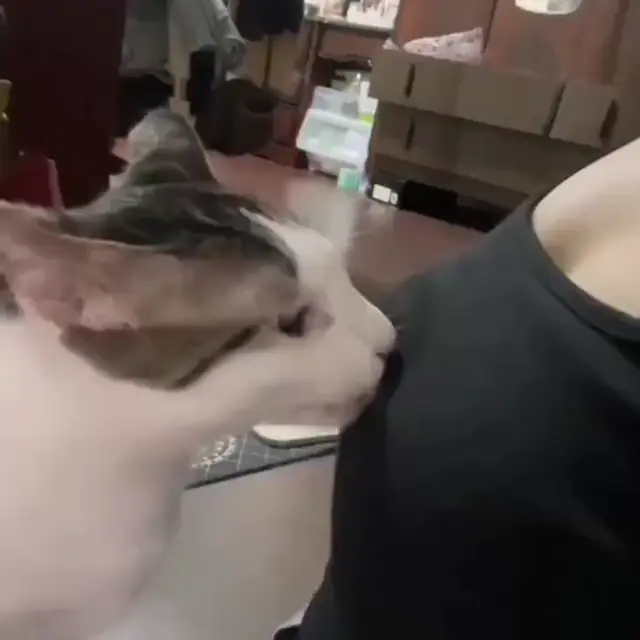 Кот, который слишком сильно любит свою хозяйку