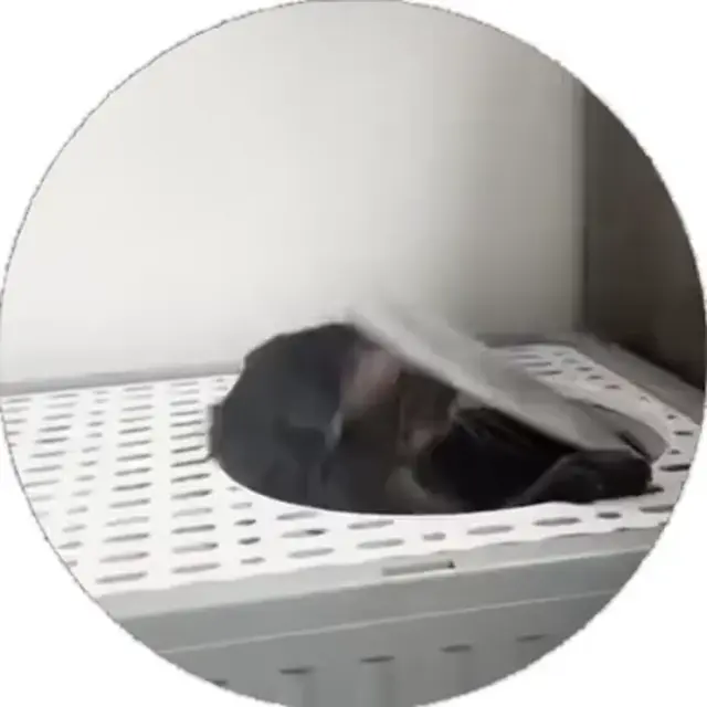 Кот против крышки лотка