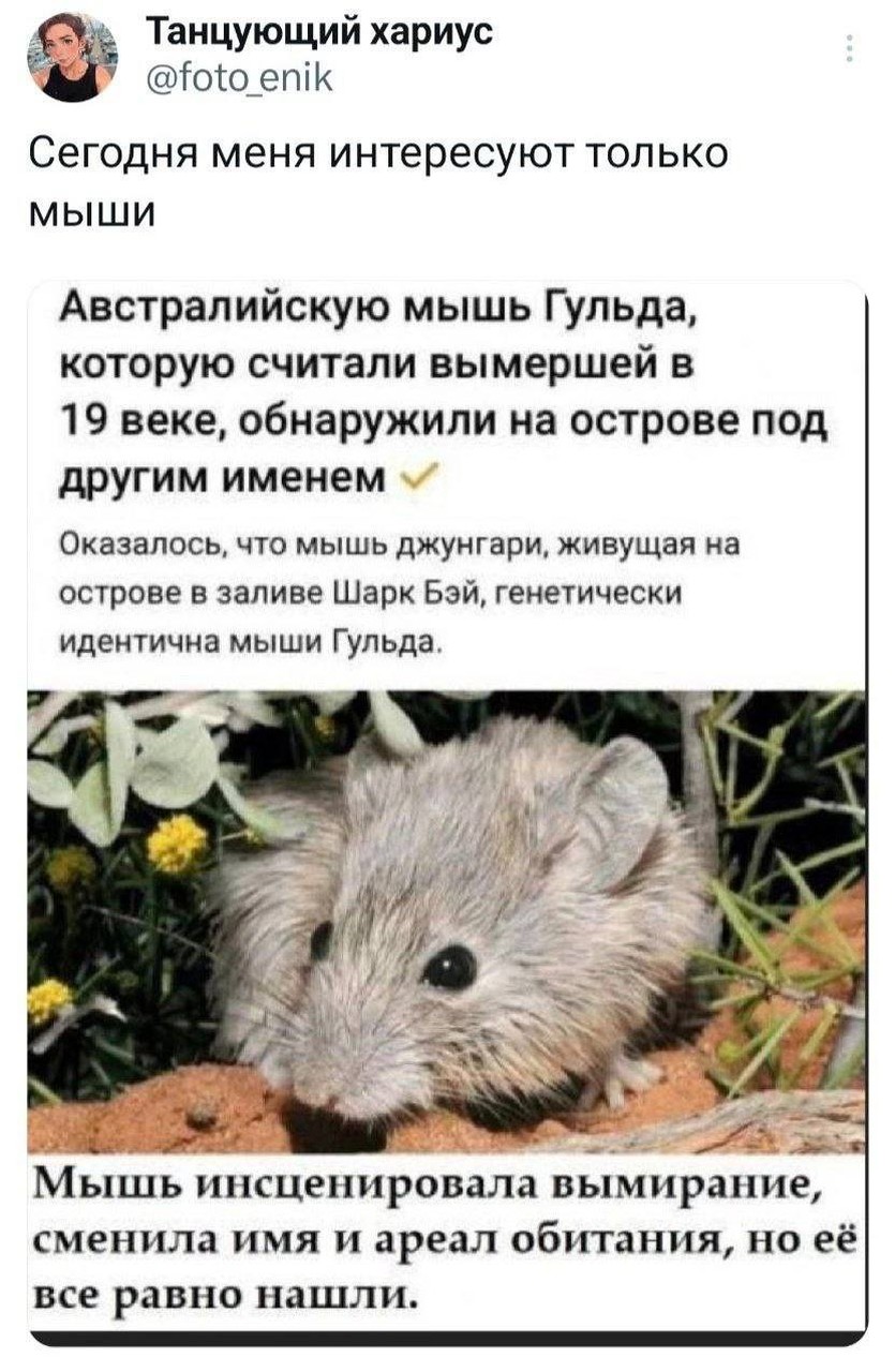 Мышь-беглец инсценировала свою смерть