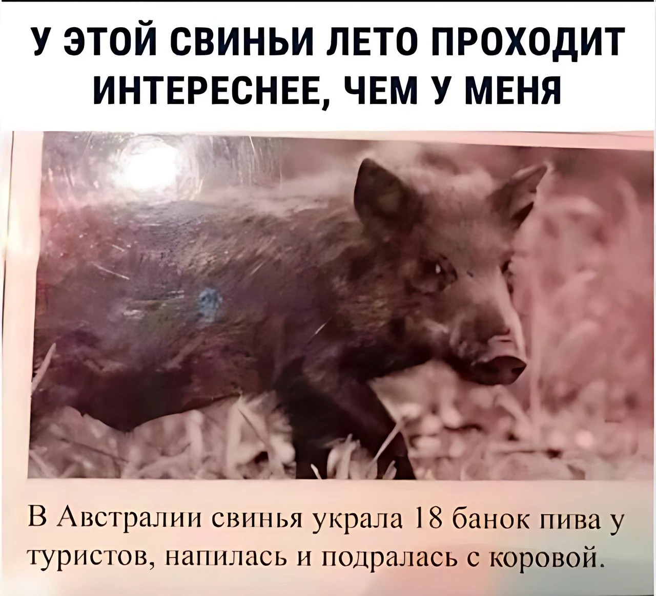 Лето свиньи интереснее моего
