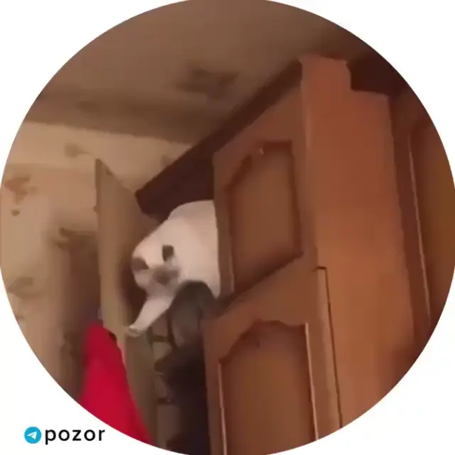 Кот-паркурщик и неудачный прыжок