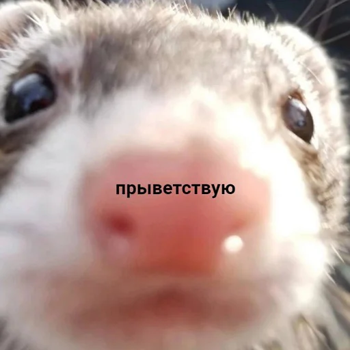 Хорёк говорит «прыветствую»