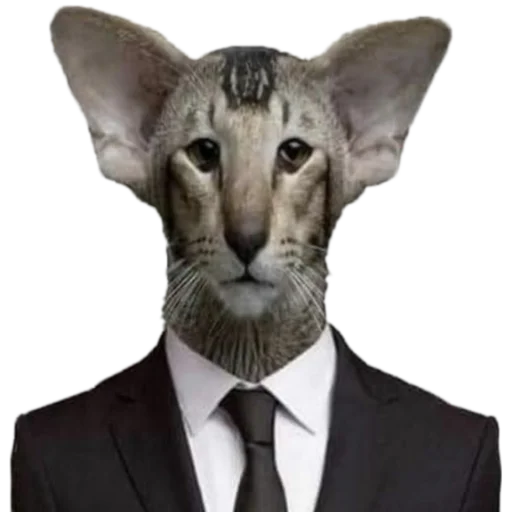 Кот-бизнесмен в деловом костюме