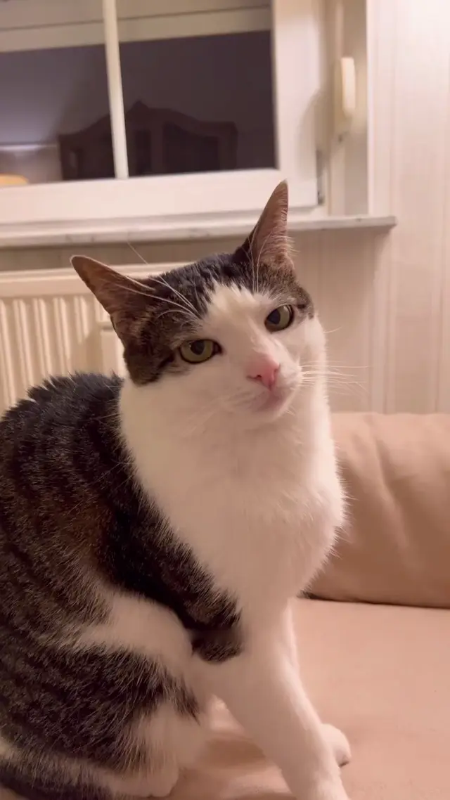Осуждающий взгляд кота