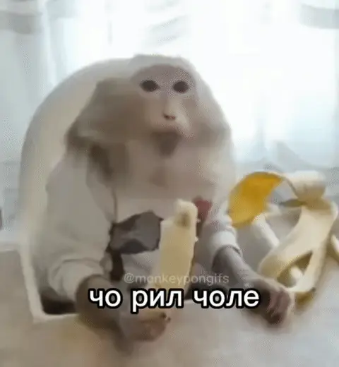 Обезьяна ест банан и удивляется: чо рил чоле