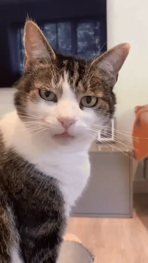 Осуждающий кот