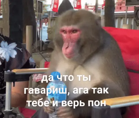Обезьяна пьет воду и не верит