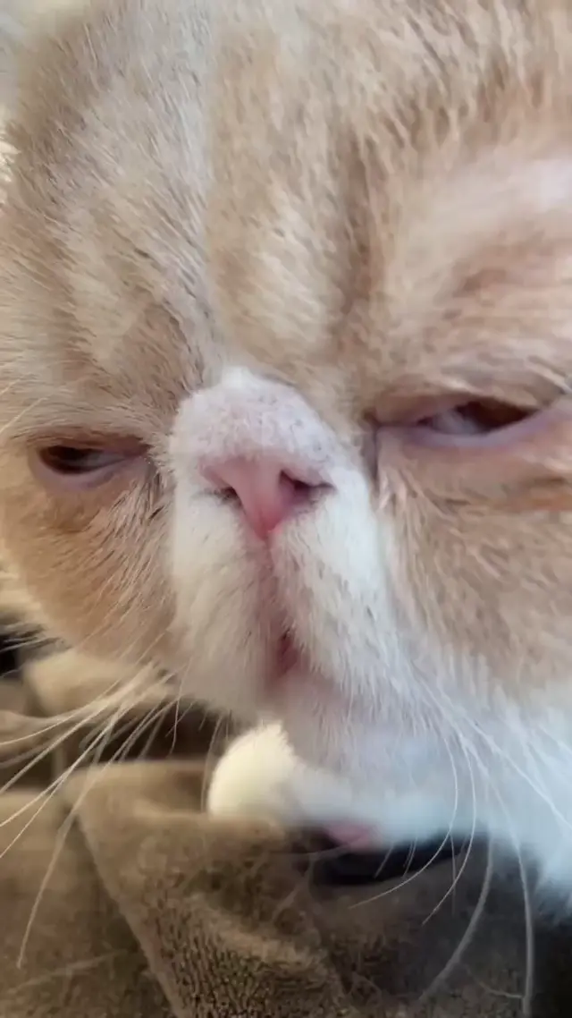 Грустный кот плачет под грустную музыку