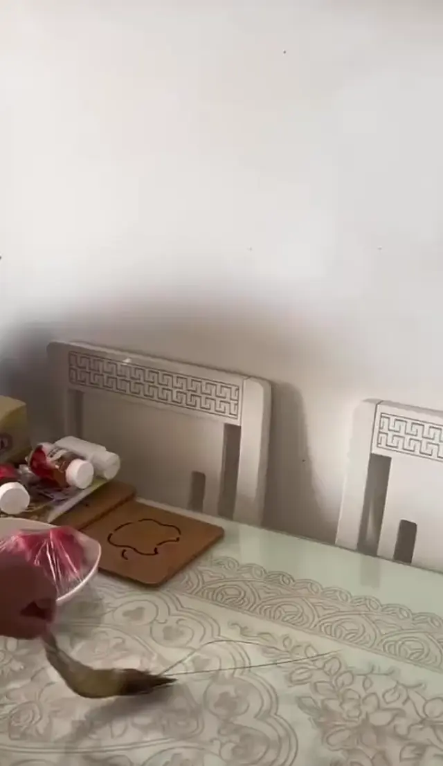 Кот брезгует сушеной рыбой