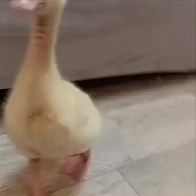 Гусь идет под фонк