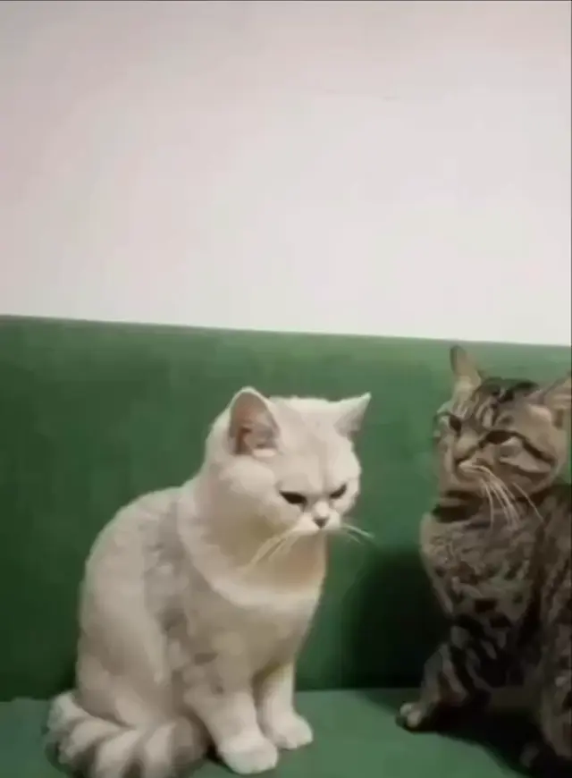 Кот-вертолет и его удивленный друг
