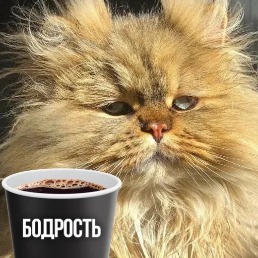 Статичное изображение кота, смотрящего на зрителя рядом с чашкой кофе. — взъерошенный пушистый кот