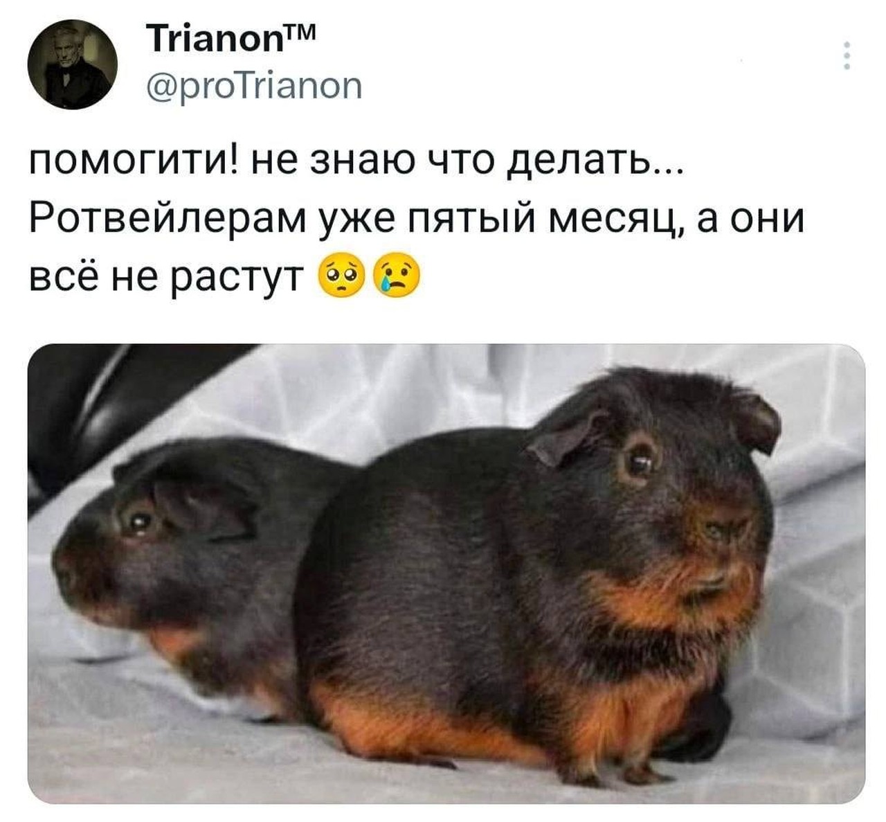 Ротвейлеры, которые забыли вырасти