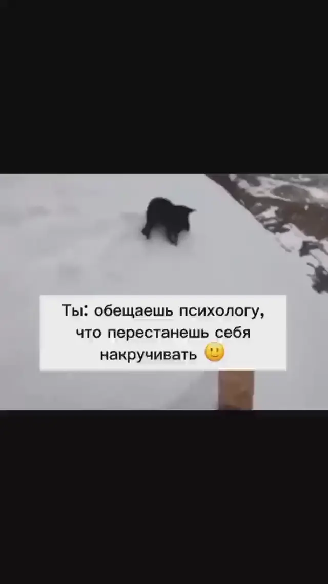 Собака Персик катится с горы
