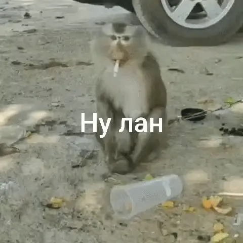 Обезьяна с сигаретой: Ну лан