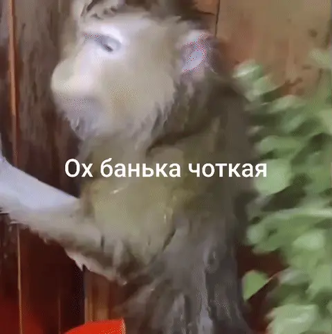 Ох банька чоткая