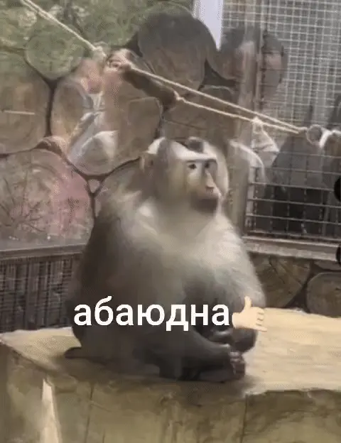 Абаюдна: обезьяна согласна со всем