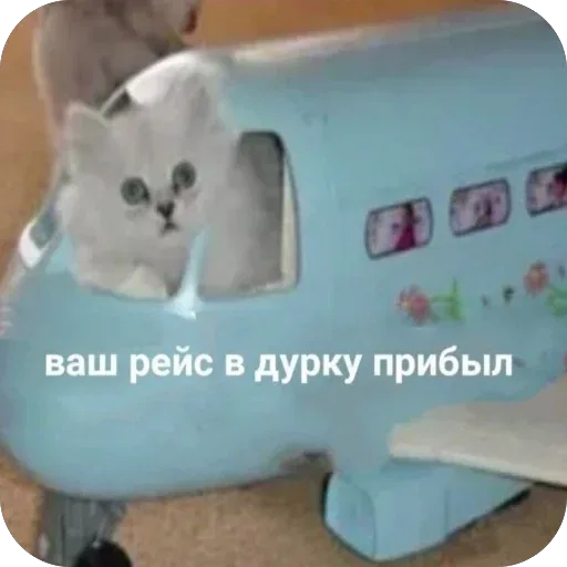 Котенок неподвижно сидит внутри игрушечного самолета. — пушистый белый котенок