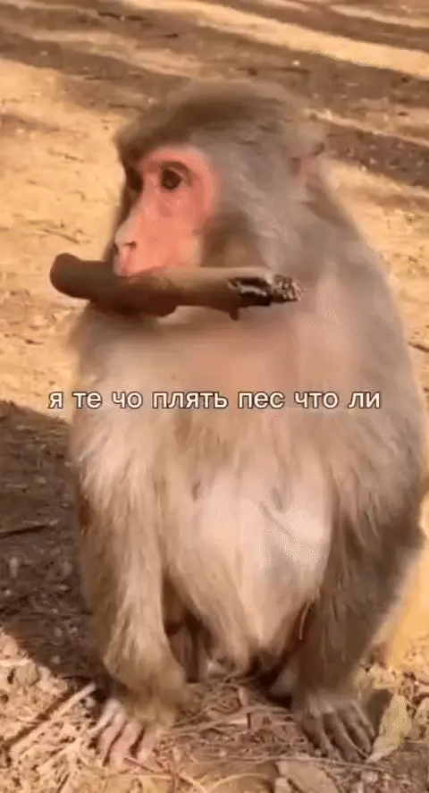 Я тебе что пес что ли