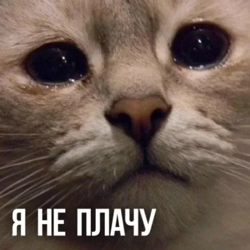 Статичное изображение — кот