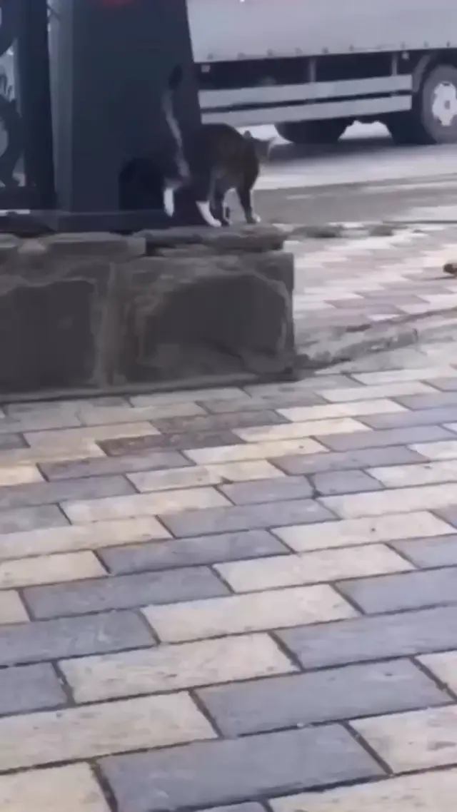Кот идет на передних лапах