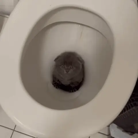 Котёнок сидит в унитазе