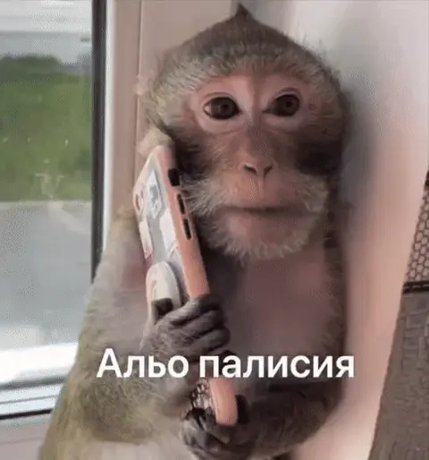Альо палисия: обезьяна звонит в полицию