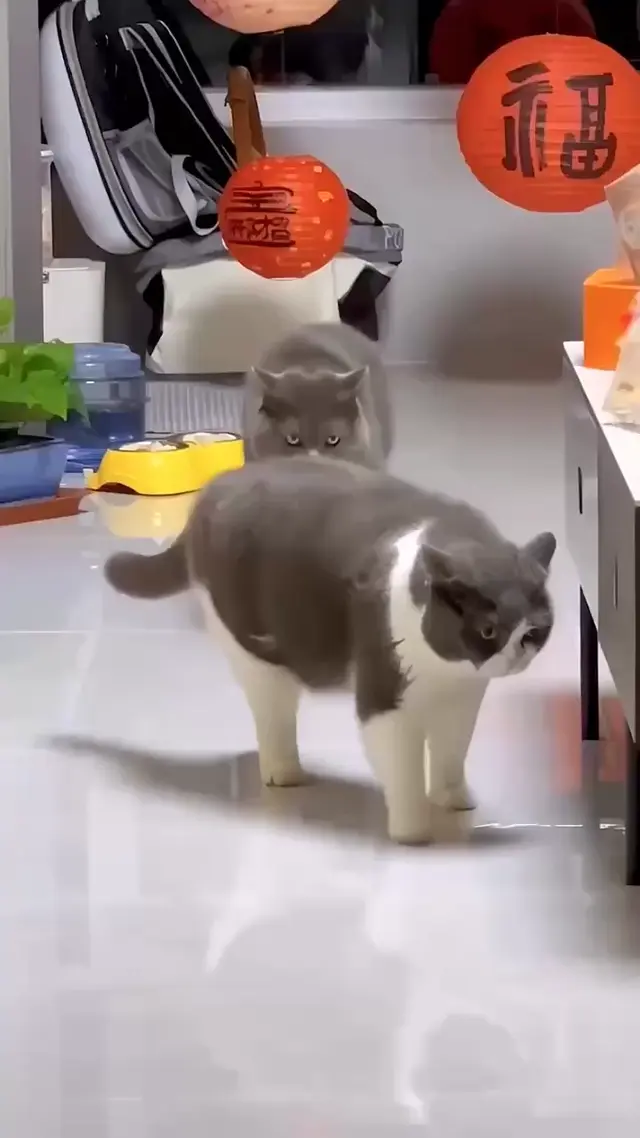 Кот передразнивает походку другого кота