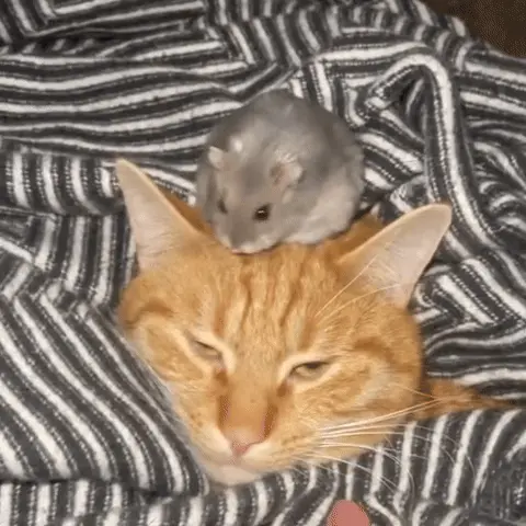 Хомяк сидит на макушке у кота, кот лежит с полуприкрытыми глазами и медленно моргает — Рыжий кот