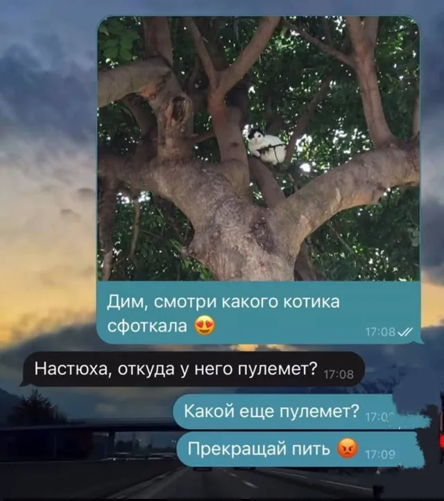 Переписка, в которой один участник видит на фото кота несуществующий предмет, а второй пытается понять, что происходит. — Настюха, Дим