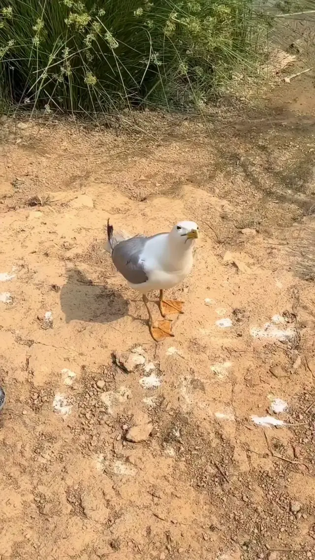Смеющаяся чайка