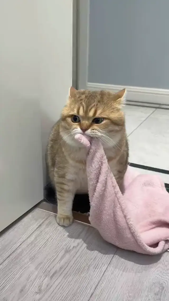 Кот держит в зубах плед