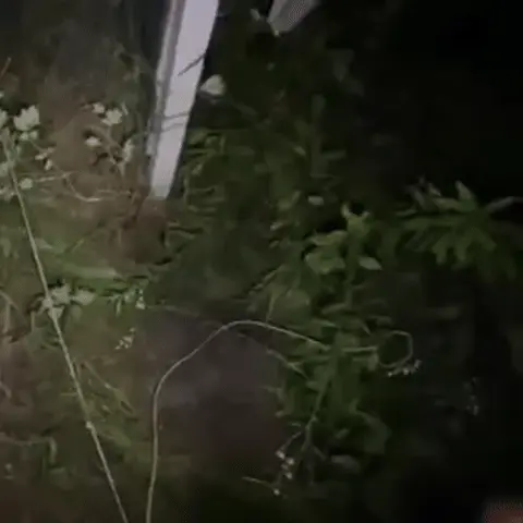Человек совершает резкое движение вперед и падает в траву, после чего цикл повторяется. — человек в темной куртке и светлых перчатках