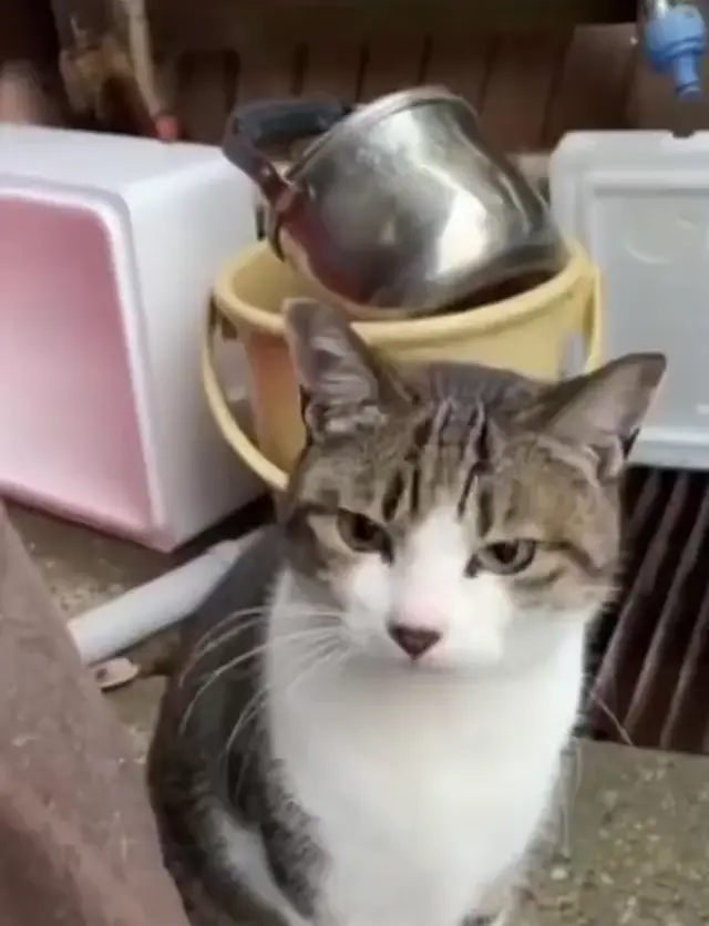 Хихикающий кот