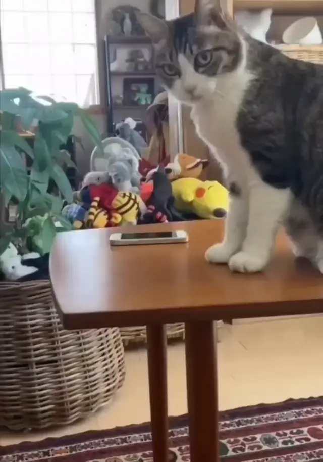 Кот сбрасывает телефон со стола
