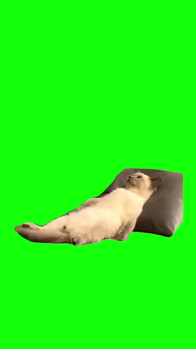 Кот лежит на подушке хромакей