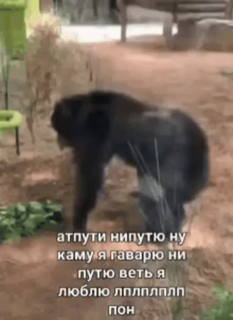 Обезьяна крутится на турнике под песню