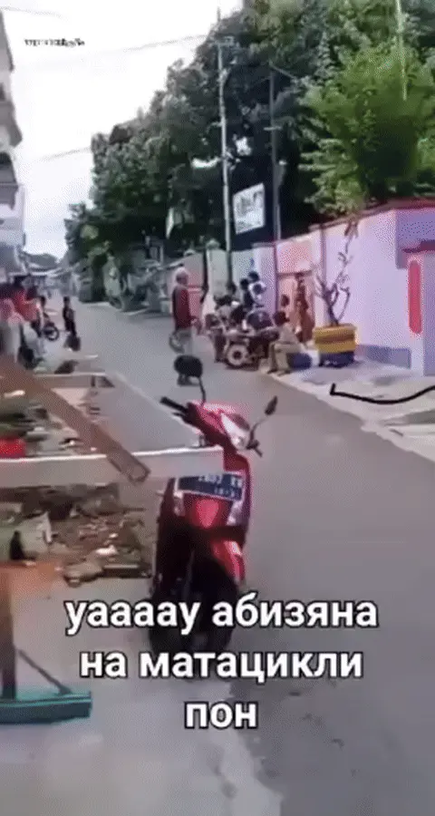 yaaaay абизяна на матацикли пон