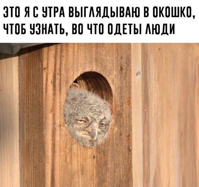 Совёнок выглядывает из круглого отверстия в деревянной стене, глядя вниз с выражением крайнего скепсиса и осуждения — Пушистый серый совёнок