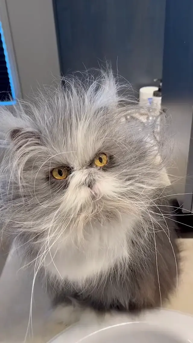 Взъерошенный кот после сна
