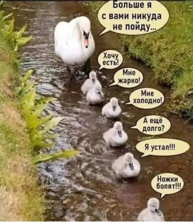 Лебедь с выводком плывут по воде в ряд, создавая иллюзию шумной и капризной компании.