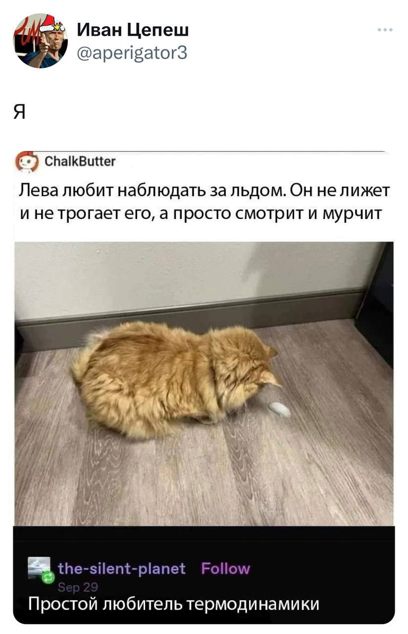 Кот — любитель термодинамики