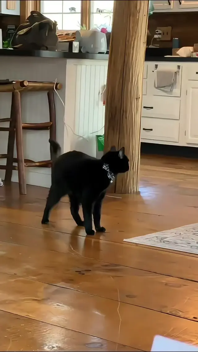Странные повадки черного кота